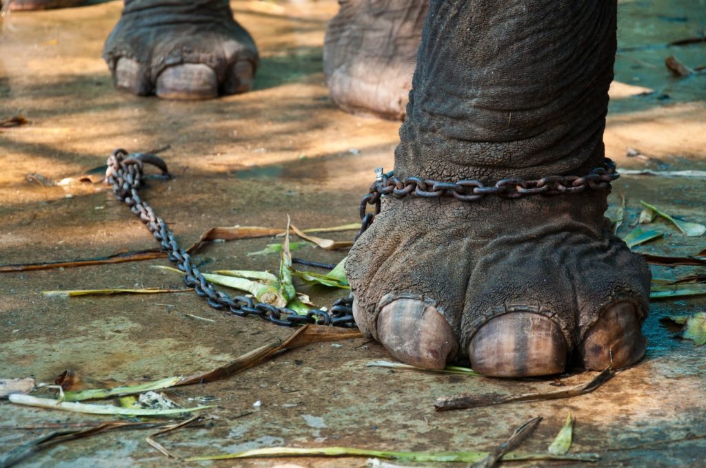 The elephant trainer’s guide to mind control?